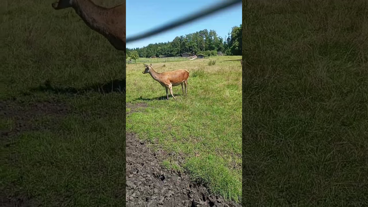 BergTierPark Blindham 