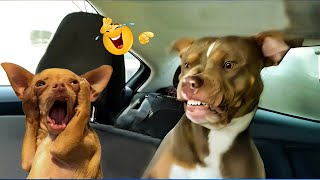 Celebrity Overdramatic Dogs Who Deserve an Oscar for Real 😂 Funniest Animal Videos Profile