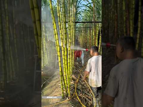 كيف تتم زراعة قصب السكر ومعالجته