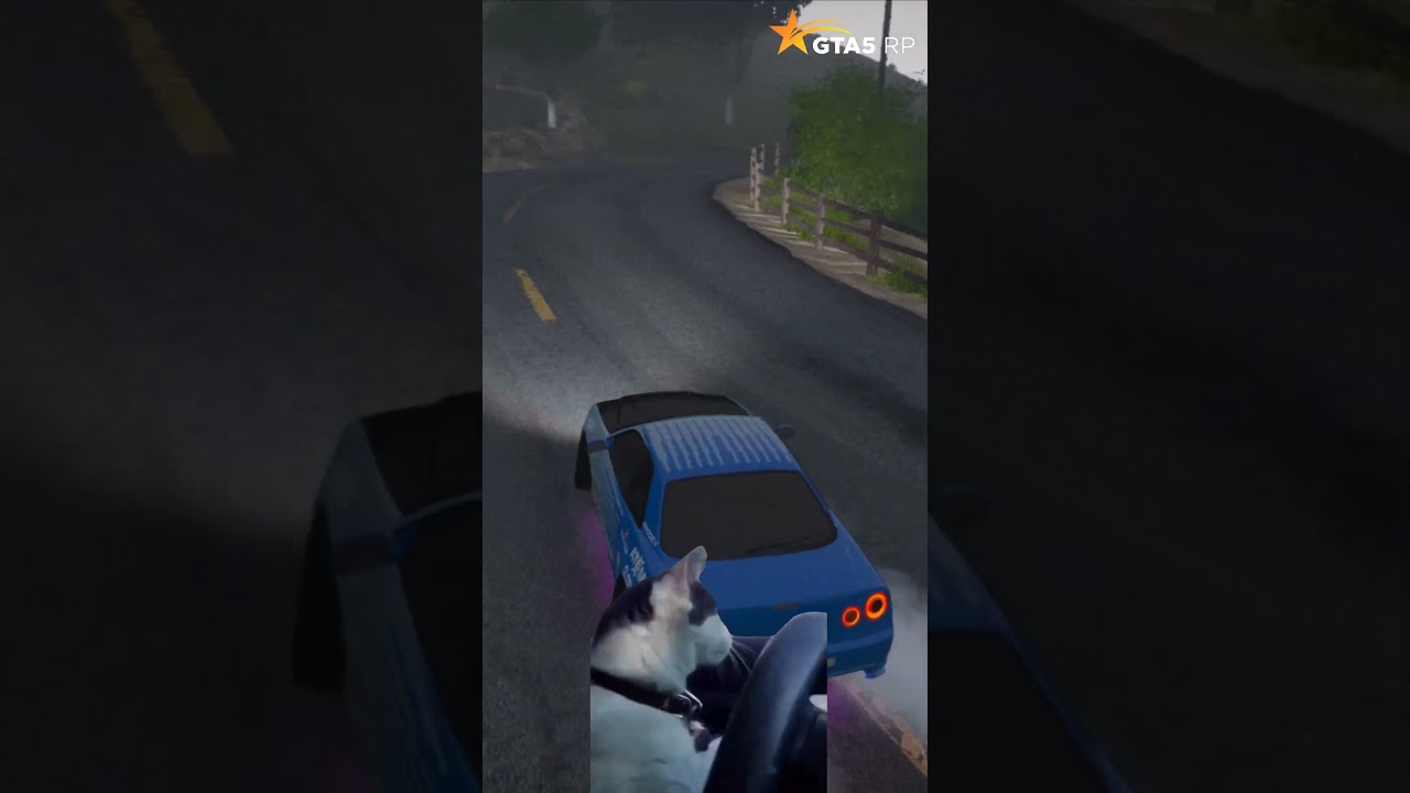 КОТомомент на 