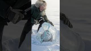 In the Heart of the Arctic Storm the Frozen Owl Found Freedom Again | #snowyowl #arcticrescue