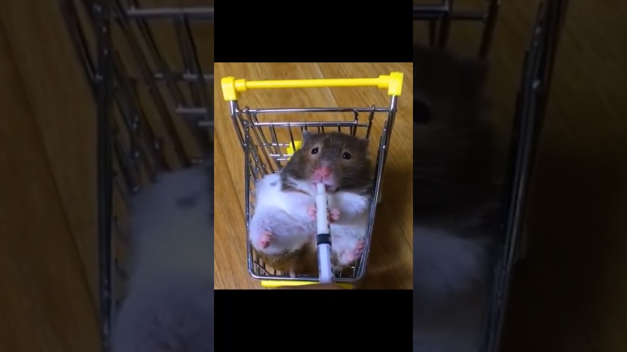 Cute hamster drinking milk like a baby 🐹 so cute 