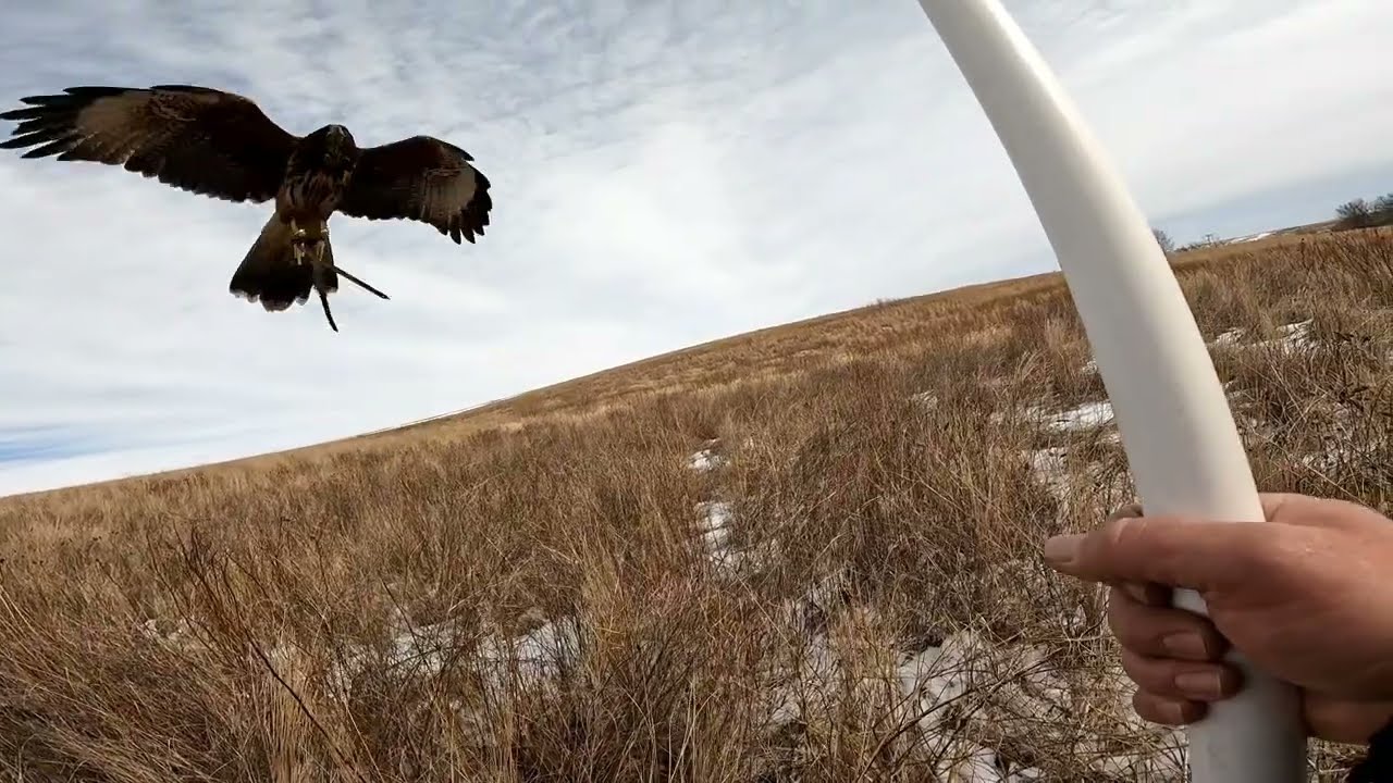 Nebraska Falconry Pheasant Hunt Clips