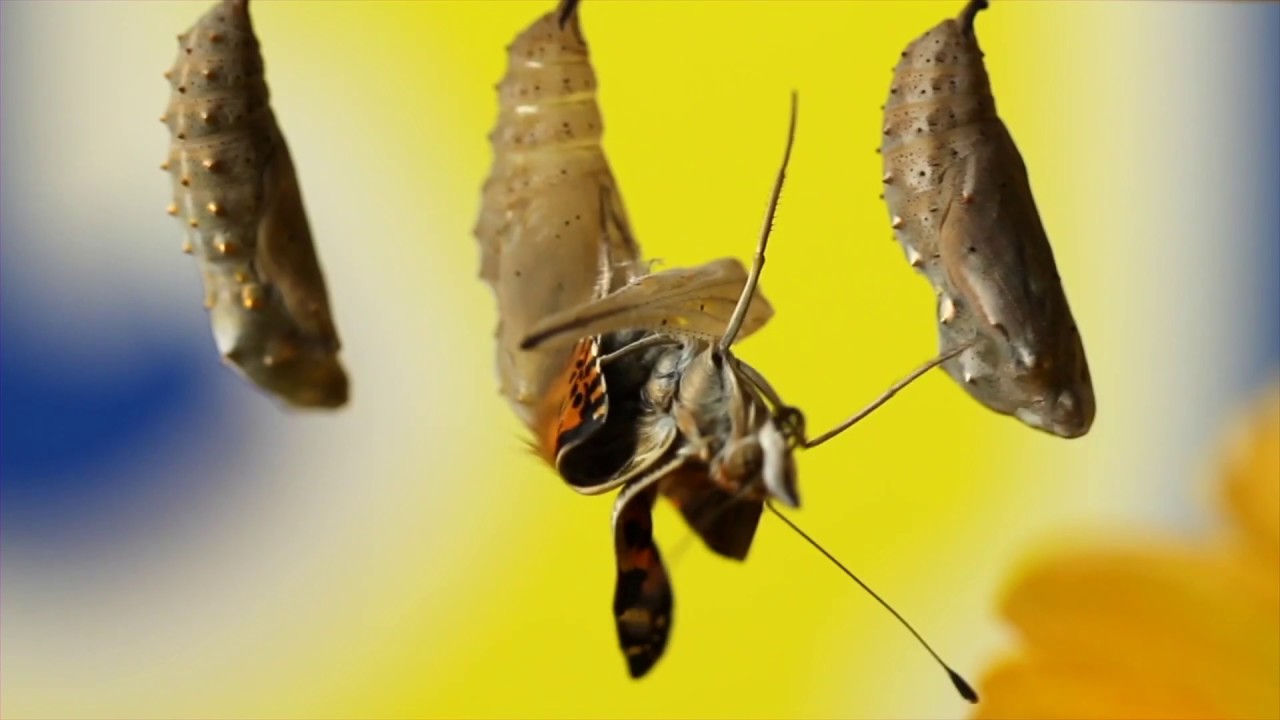 Watch The Butterfly Life Cycle with Insect Lore's Award-Winning Butterfly Garden