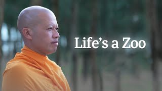 How Life is Like a Zoo & How You Can Protect Yourself