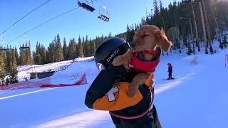 Snowm Ski Patrol Puppy Gets Ride To Work