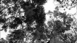 alt-J (∆) - Intro - Monday 25.02.13 - Transparenc Existenc (by m/j/m)
