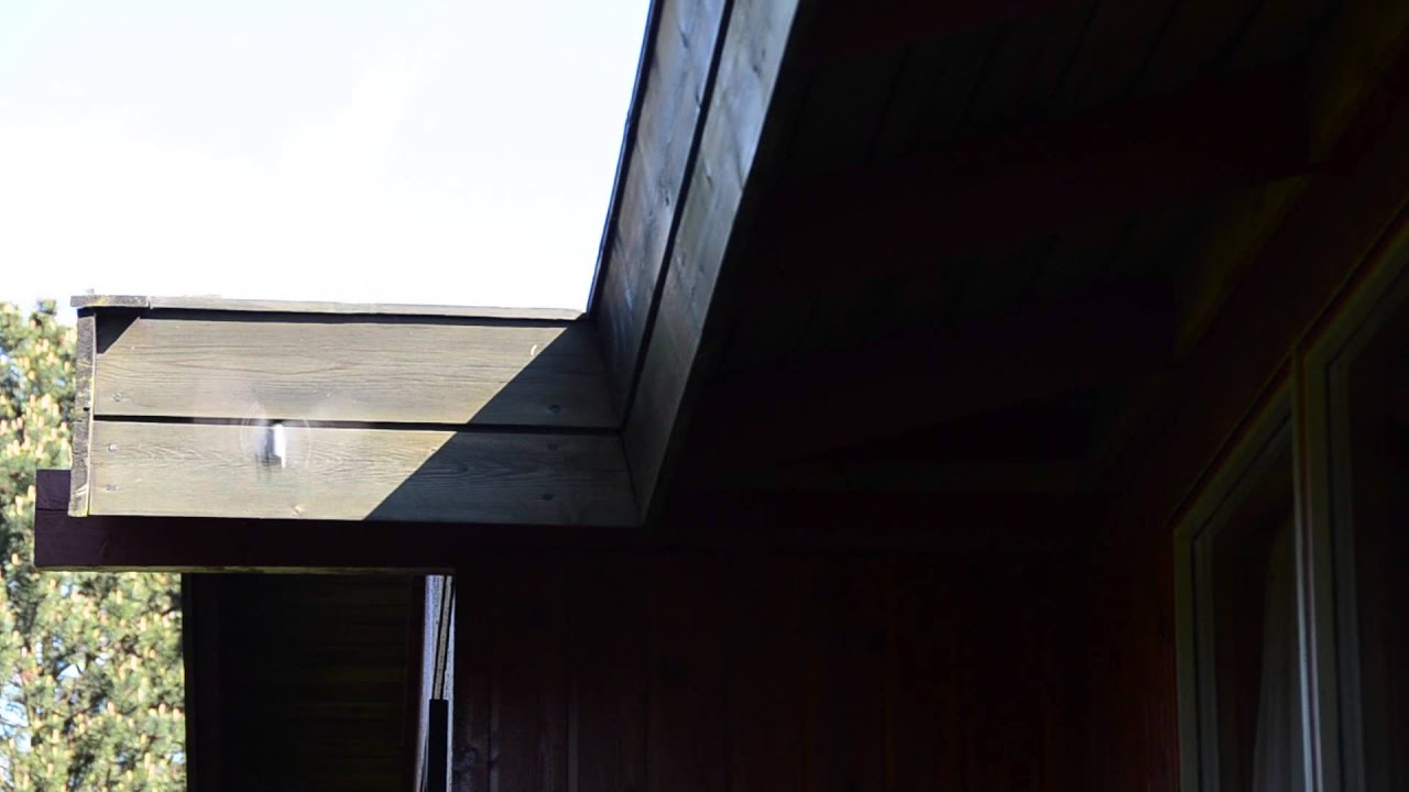 Narcissistic Wagtail (Hvid vipstjert) in my garden