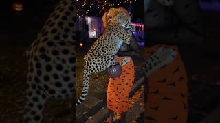 Iranian Cheetah Brightens Halloween Night By Jumping Into Young Girls Arms