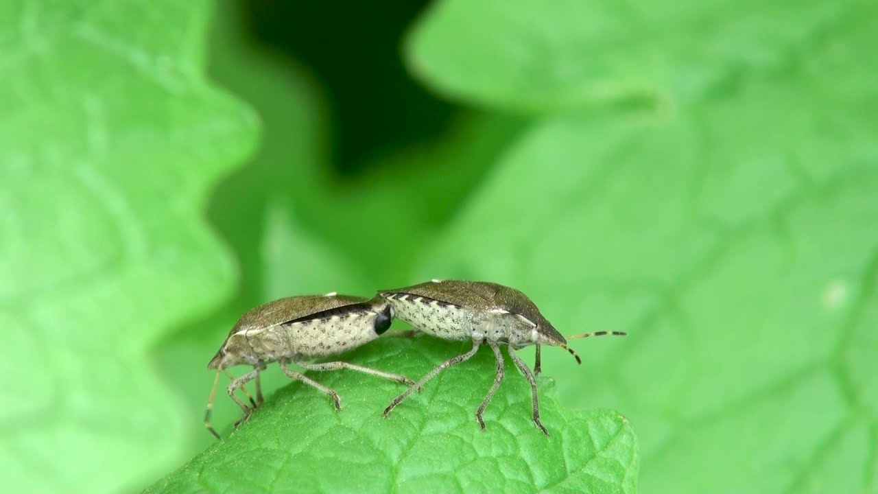 Stink Bugs family Pentatomidae (Peribalus strictus vernalis) mating behavior / Nature Footage