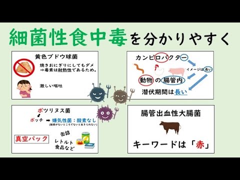 【衛生】細菌性食中毒をわかりやすく解説