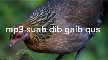 mp3 suab dib lau qaib qus tuaj zoo tshaj