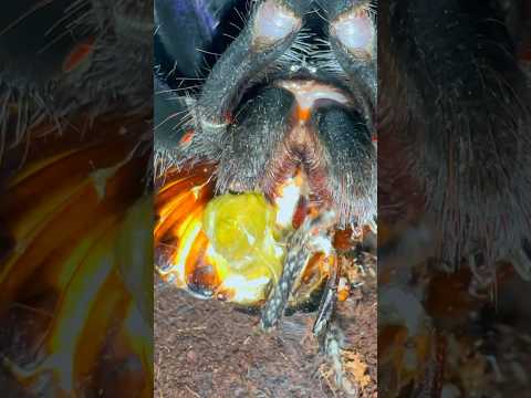 TARANTULAS TRY BBC FOR THE FIRST TIME! 🥰😩🙏