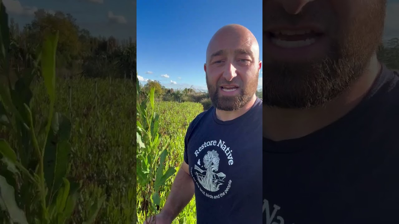 🌱 Adam's in the nursery with a true reveg legend - Akeake!