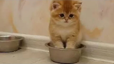 Watch the video about Funny Cats ✪ Cute and Baby Cats Videos Compilation