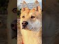 Majestic without anger, aura, sense of oppression, Chinese rural dog