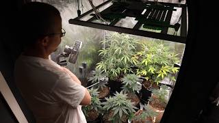 How To Grow Autos w/Dr Earth Day 67 | Clones- Day 41F | Marshydro FC4800 Bridgelux 3030
