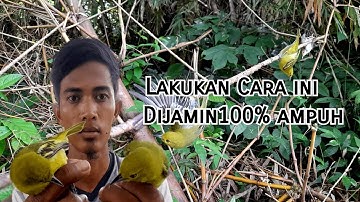Trik ampuh pikat burung sirtu/cipoh di jamin 100% langsung poin