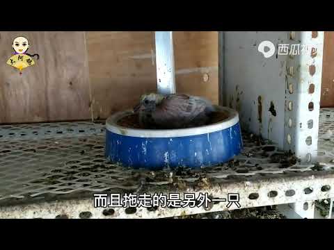 始终没能防住黄鼠狼，这次直接进新鸽舍，拖走了最牛鸽子的后代