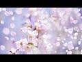 リチャード・クレイダーマン/春の雪 ― Richard Clayderman/Les Neiges Du Printemps