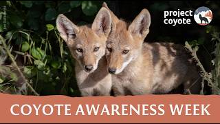 Coyote Awareness Week Webinar 2026 | Wild Kinship: A Look Into Coyote Lives Through Two Lenses