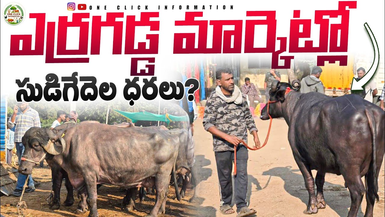 ఎర్రగడ్డ ( సుడి) తర్ఫీ గేదెల మార్కెట్ // Erragadda buffalo market// erragadda Sunday Market 