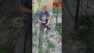 Japanese Weeding Sickle Hoe demonstration
