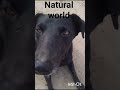 Natural world. Dogs.