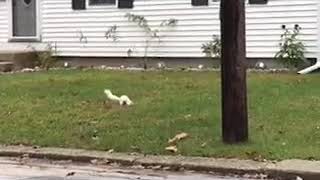 Rare white squirrel sighting in Manchester NH