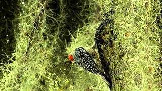 Red Bellied Woodpecker