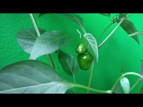 Перец не плодоносит? Что делать?