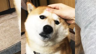 なでなでときどき変な顔