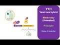 Yeast one hybrid system y1h simple brief and complete