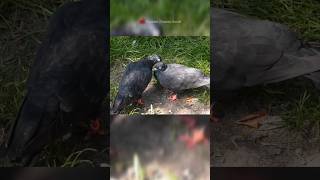 burung merpati simbol cinta🕊️ #youtubeshorts #shortsbinatang
