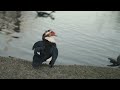 Ducks