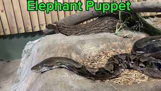 Elephant Puppets reticulated python update  🐍