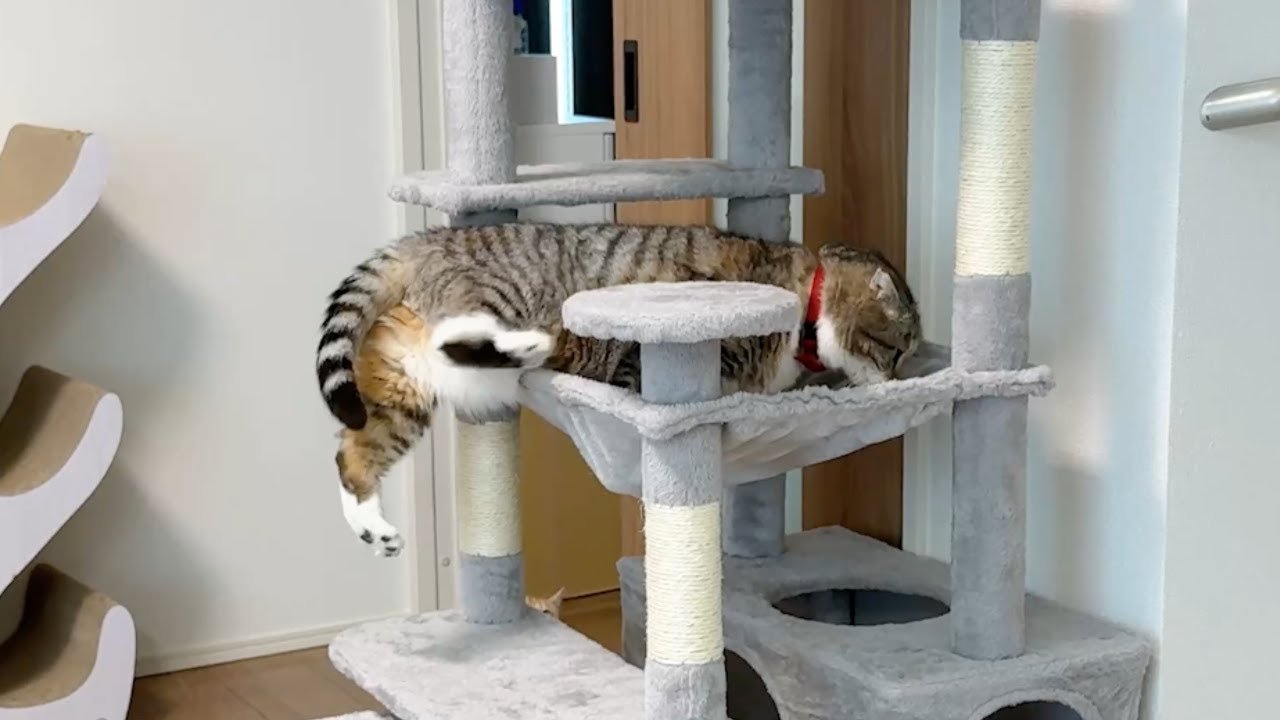 猫が自力でハンモックに入る姿を24時間密着撮影した結果…🤣🤣🤣