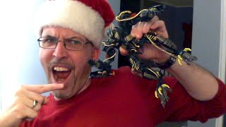 GotBot Goes Live: #talktime Christmas Gift Memories, Buzzworthy, Devastator & Iron Factory