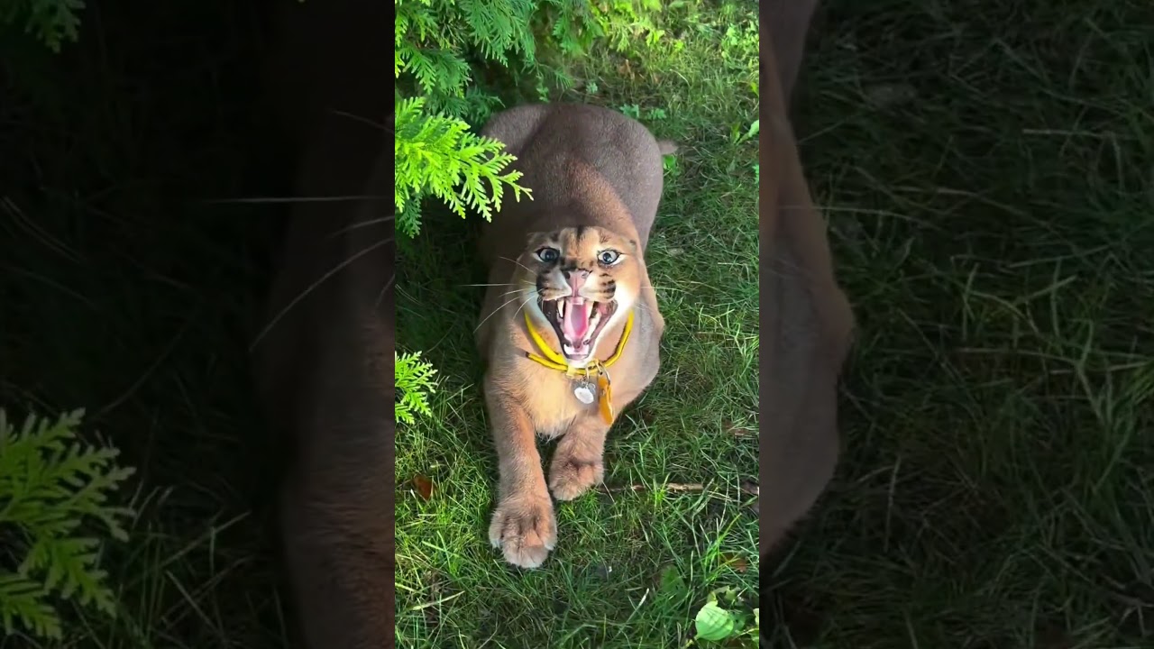 ZT 775022 It just wants to show that it likes you