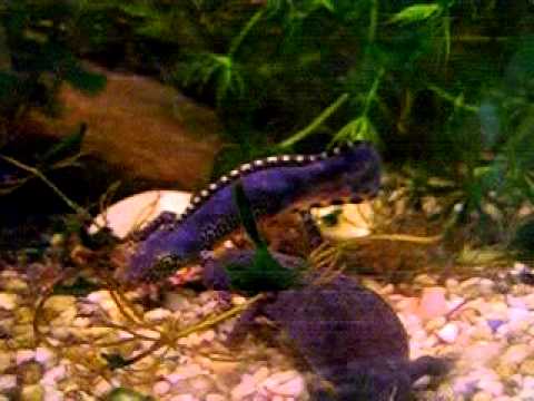 triturus alpestris balz