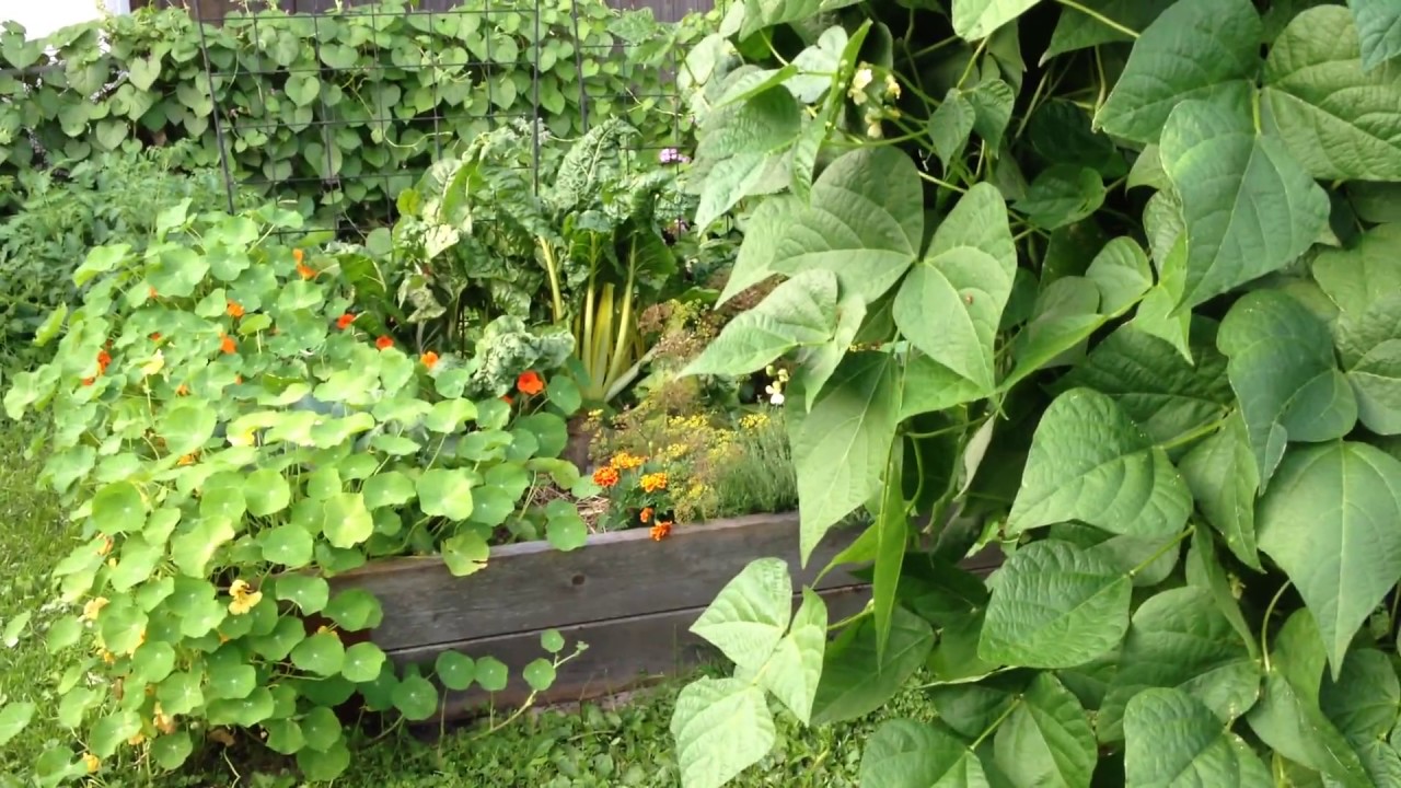 Un lapin sauvage se régale dans un potager