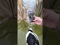 WingID from the Field — Instant Duck ID
