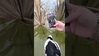 WingID from the Field — Instant Duck ID