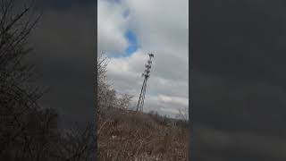 Red-tailed hawk chasing a rabbit at 35 MPH Profile