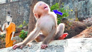 Very funny ! Baby cute monkey Mora make action so funny - when he runs play so happy