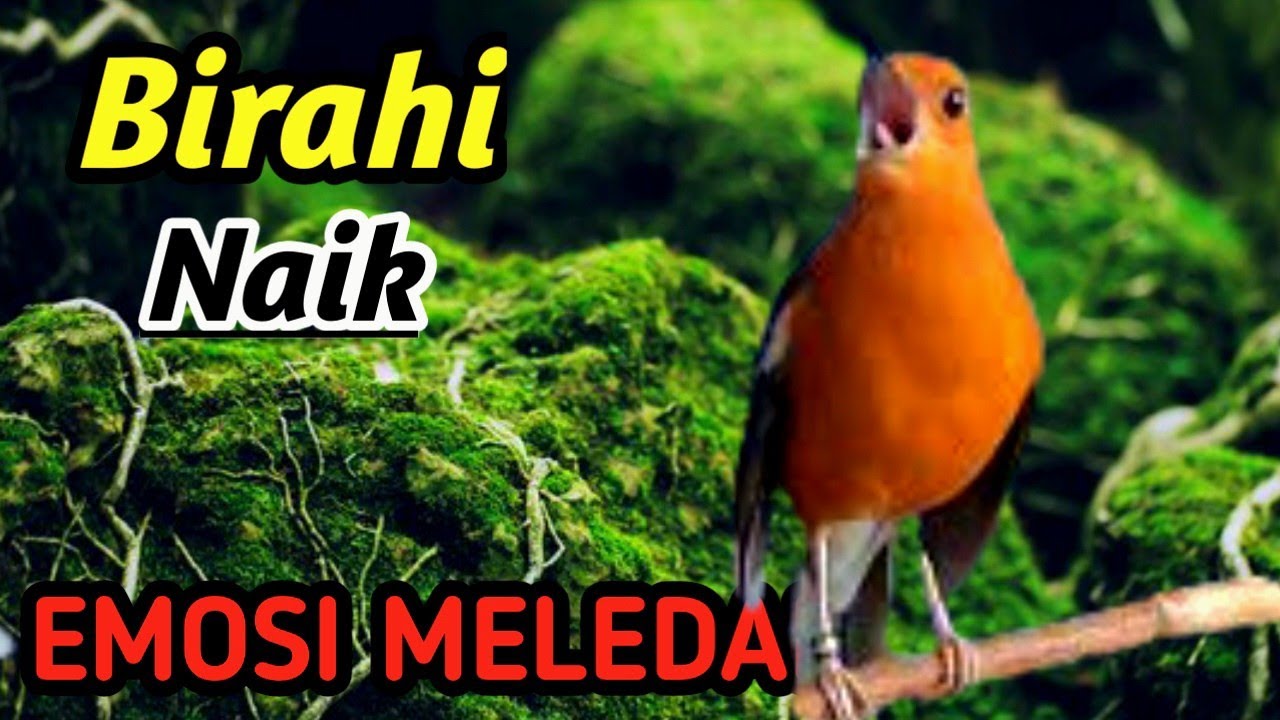 Masteran Anis Merah River Therapy Premium – Setting Harian Biar Cepat Gacor & Stabil Lomba