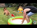Funny Pets Reaction Videos 2021- Try Not To Laugh| Amazing Animals