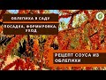 Как посадить и вырастить облепиху в своем саду//Полезные свойства облепихи//Соус к мясу из облепихи