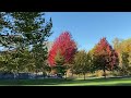 Toronto fall