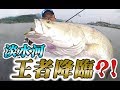 淡水河沒魚? 你錯了帶你尋找傳說中的王者 大魚出沒請注意  FEAT CZB　バラマンディ 漁樂爽報 (Fishing Fun News)  【釣魚】第七集